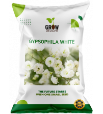 Grow Delight Imported Gypsophila White 100 Seeds Grow Delight Imported Gypsophila White 100 Seeds